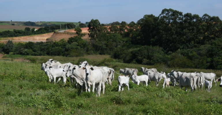 A indústria da carne no Brasil e a lei antidesmatamento europeia.png