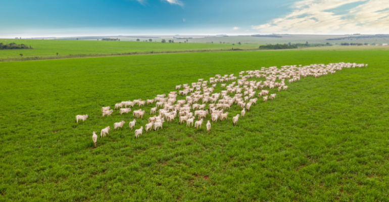 Brasil deve reduzir o desmatamento para aumentar a produção agropecuária.png