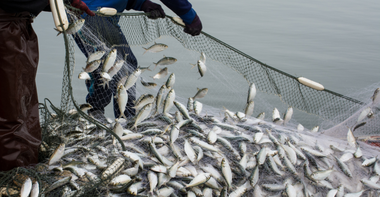 Sustentabilidade na pesca selvagem garante ingrediente certificado.png