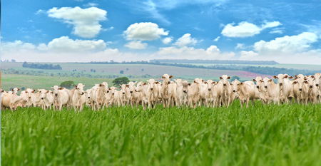 O que é Carne Carbono Neutro: bovinos brancos em um pasto com grama verde sob o céu azul.